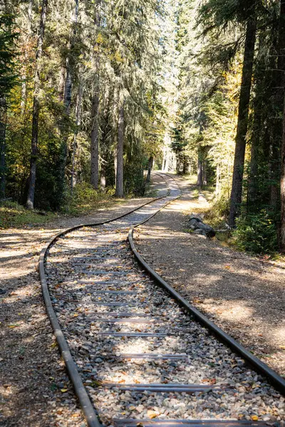 Ormanda yerde yaprakları olan bir tren yolu. Tren rayları eski ve yapraklar yere saçılmış.