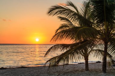 Sahilde bir palmiye ağacı var. Arka planda güneş batıyor. Gökyüzü turuncu ve su sakin.