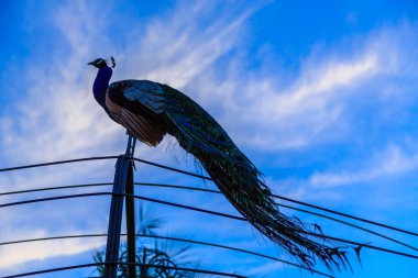 Üzerinde tavus kuşu olan mavi ve beyaz bir gökyüzü. Tavus kuşu görüntünün ana odak noktasıdır ve gökyüzünün manzarasının tadını çıkarmaktadır.
