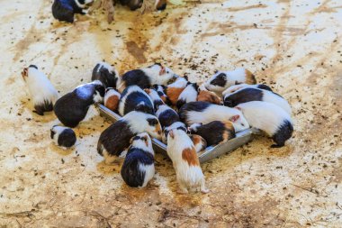 Çoğunluğu beyaz ve siyah olan bir grup küçük hayvan bir tepsi yemek etrafında toplanıyor. Sahne canlı ve eğlenceli, tepsiden yemek yiyen hayvanlarla dolu.
