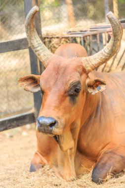 Tarlada boynuzları olan kahverengi bir inek. İneğin siyah bir burnu var ve kameraya bakıyor.