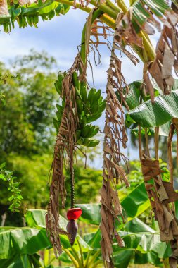 Ortasında kırmızı bir muz olan bir grup muzu ağaca asmışlar. Muzlar kahverengidir ve ağaç yemyeşildir.