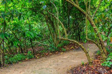 Ağaçlar ve yapraklarla dolu bir ormanda bir patika. Yol çamurdan yapılmış ve ağaçlarla çevrili.