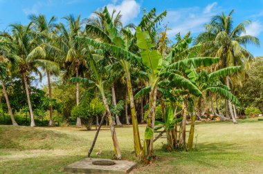 Palmiye ağaçları ve muz ağaçları olan yemyeşil bir tarla. Palmiye ağaçları uzun ve yapraklıdır, muz ağaçları daha kısadır ve büyük yapraklara sahiptir. Huzurlu ve huzurlu bir sahne.
