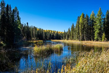 Bereketli bir ormanla çevrili sakin bir göl manzarası. Su sakin ve durgun, yukarıdaki açık mavi gökyüzünü yansıtıyor. Ağaçlar uzun ve yeşildir, dinginlik ve doğal güzellik hissi verir.