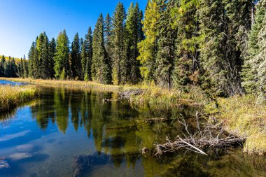 Arka planda göl olan bir orman. Su sakin, ağaçlar yeşil.