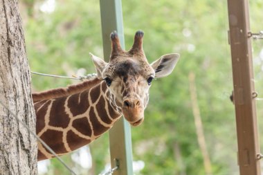 Bir zürafa kameraya bakıyor. Zürafa hayvanat bahçesinin içinde.
