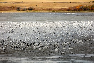 Büyük bir kuş sürüsü bir gölün üzerinde uçuyor. Kuşlar beyaz ve siyah. Göl sakin ve huzurlu.