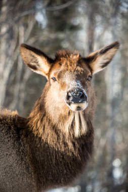 Beyaz burunlu ve kahverengi kürklü bir geyik karın üzerinde duruyor. Geyiğin yüzünde tuhaf bir ifade var.