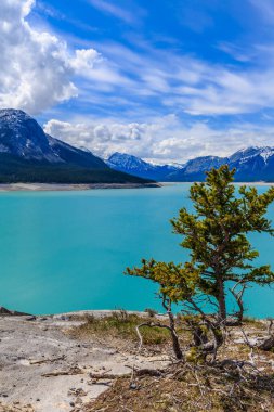 Önünde ağaç olan güzel bir dağ gölü. Gökyüzü berrak ve mavi, ve su sakin. Sahne huzurlu ve huzurlu. Huzur ve rahatlama hissi uyandırıyor.