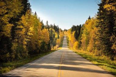 Her iki tarafında ağaçlar ve açık mavi bir gökyüzü olan bir yol. Yol boş ve ağaçlar sonbahar renginde.