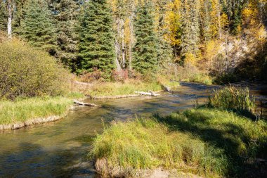 İki tarafında da ağaçlar olan bir nehir. Ağaçlar yeşil ve su berrak.