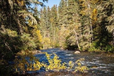 İki tarafında da ağaçlar olan bir nehir. Su berrak ve yapraklar sarı.