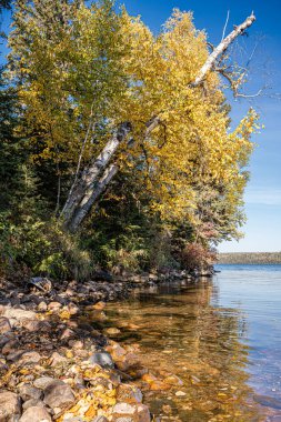 Sarı yapraklı bir ağaç bir su kütlesinin yanındadır. Su sakin ve yapraklar ağaçtan dökülüyor. Huzurlu ve huzurlu bir sahne.