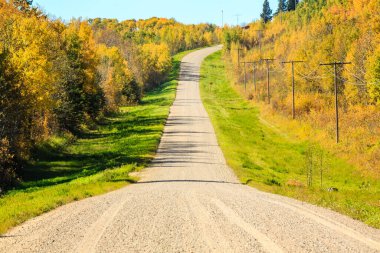 Bir sürü ağaç ve yerde bir sürü yaprak olan bir yol. Yol kir ve bir sürü gölge var.