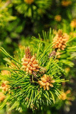 Yeşil yaprakları ve turuncu çiçekleri olan bir ağacın yakın çekimi. Çiçekler küçük ve kümelenmiş, küçük, narin bir buket izlenimi veriyor.