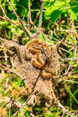 Bir grup tırtıl bir ağ üzerinde sürünüyor. Tırtıllar kahverengi ve siyah renklidir.