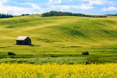 Ortasında küçük bir ev olan büyük bir çim tarlası. Ev bir çitle çevrili ve tarlanın ortasında yer almaktadır. Tarla yemyeşil, gökyüzü açık ve mavi.