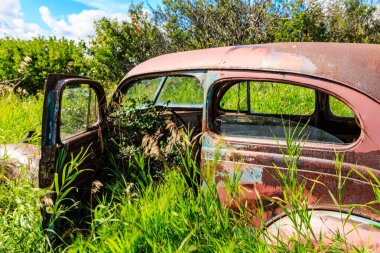 Paslanmış eski bir araba bir çimen tarlasında duruyor. Araba açık ve pencerenin dışında büyüyen bir bitki var. Sahne huzurlu ve sakin, araba doğal ortama uyum sağlıyor.