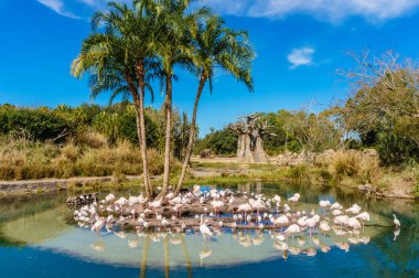 Bir grup flamingo küçük bir göletin etrafında toplandı. Sahne huzurlu ve huzurlu, kuşlar suyun ve çevreleyen yeşilliğin tadını çıkarıyor.
