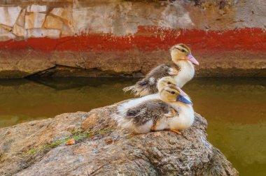 Üç ördek yavrusu bir su kütlesinin yakınındaki bir kayanın üzerinde oturuyor. Ördekler küçük ve dinleniyor gibi görünüyorlar.