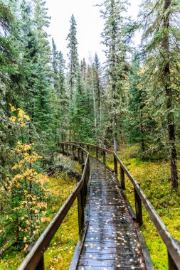 Ağaçları ve yaprakları olan bir orman üzerinde tahta bir köprü. Yapraklar sarı ve kahverengidir ve zemin ıslaktır. Orman sessiz ve sakin, manzara huzurlu ve sakin.