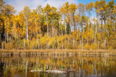 Arka planda göl olan bir orman. Ağaçlar yapraklarla dolu ve su sakin.