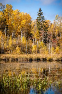 Arka planda göl olan güzel bir sonbahar günü. Ağaçlar yapraklarla dolu ve su sakin.