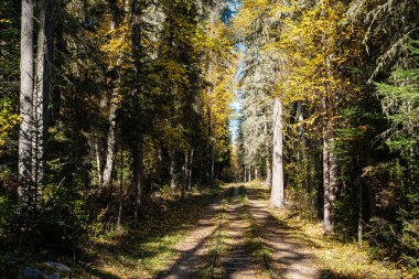 Arka planda ağaçlar olan bir orman yolu. Yapraklar sarı ve güneş parlıyor.