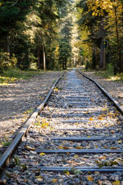Yaprakları etrafa saçılmış bir tren yolu. Yapraklar farklı boyutlarda ve renklerde doğal ve huzurlu bir atmosfer yaratıyor. Tren yolu boş, görünürde tren yok.