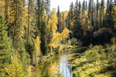 İki tarafında da ağaçlar olan bir nehir. Ağaçlar yeşil ve sarı. Su temiz.