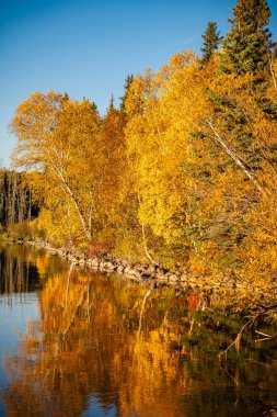 Arka planda ağaçlar ve nehir olan güzel bir sonbahar günü. Ağaçlar sarı yapraklarla dolu ve su sakin.