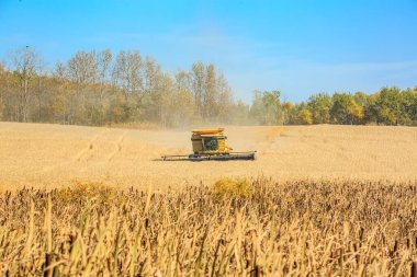 Sarı bir biçerdöver kuru otların arasından geçiyor. Alan çoğunlukla boş, etrafa saçılmış sadece birkaç ağaç var. Gökyüzü açık ve mavidir ve güneş ışıl ışıl parlar.