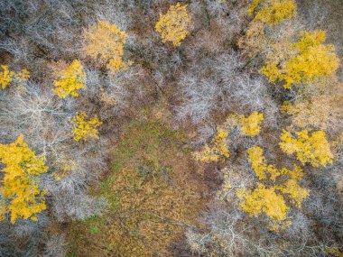 Ağaçların sarı ve kahverengi olduğu bir ormanın yakınında. Ağaçlar görüntünün her tarafına dağılmış, bazıları ön planda ve diğerleri de arka planda.