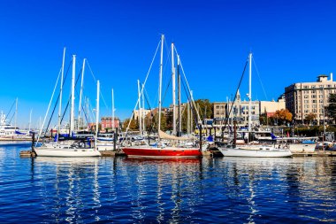 Bir grup yelkenli bir marinaya yanaştı. Su sakin ve gökyüzü berrak.