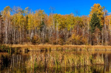 Arka planda göl olan bir orman. Ağaçlar yapraklarla dolu ve su sakin.