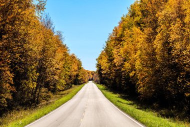 Her iki tarafında ağaçlar ve açık mavi bir gökyüzü olan bir yol. Yol boş ve ağaçlar yapraklarla dolu.