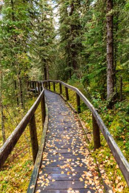 Ormanda, yerde yaprakları olan ahşap bir patika. Yapraklar kahverengi ve patikaya saçılmış. Geçit ağaçlarla çevrili. Huzurlu ve huzurlu bir atmosfer yaratıyor.