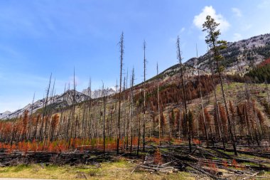 Önünde orman olan bir dağ sırası. Ağaçlar ölü ve kahverengi, ve gökyüzü mavi