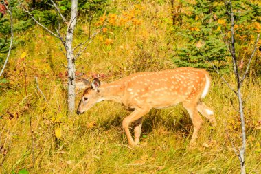 Bir geyik çim ve yaprak tarlasında yürüyor. Geyik kahverengi ve beyaz benekli.