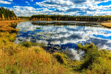Etrafında bir sürü ağaç ve çimen olan bir göl. Gökyüzü mavi ve bazı bulutlar var.