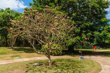 Pembe çiçekli bir ağaç parktadır. Ağaç çıplak ve yaprakları yok. Park boş ve sessiz.