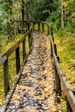 Tahta bir geçit yapraklarla kaplıdır ve ıslak bir yüzeyi vardır. Yapraklar tüm geçide dağılmış doğal ve huzurlu bir atmosfer yaratıyorlar. Islak yüzey tazelik hissi verir.
