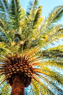 Kahverengi gövdesi ve yeşil yaprakları olan uzun bir hurma ağacı. Ağaç güneşli bir yerde, üzerinde güneş ışıl ışıl parlıyor. Yapraklar yeşil ve sağlıklı görünüyor.