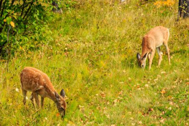 İki geyik yemyeşil bir tarlada ot yiyor. Sahne sakin ve sakin. Geyik çimlerin üzerinde huzur içinde otluyor. Çimler uzun ve yeşildir. Güneş ışıldıyor.