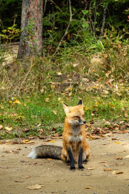 Bir ormanda yerde bir tilki oturuyor. Tilki kahverengi ve beyazdır. Orman ağaç ve yapraklarla dolu.