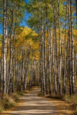Ağaçları sarı ve kahverengi olan bir orman boyunca bir patika. Ağaçlardan yapraklar dökülüyor.