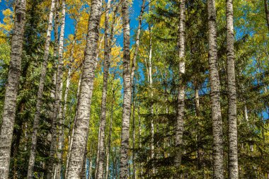 Bir sürü ağacı ve mavi gökyüzü olan bir orman. Ağaçların çoğu kahverengi kabuklu.