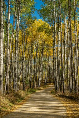 Ağaçların arasında sarı ve turuncu yapraklı bir yol var. Ağaçlar uzun ve yapraklar dökülüyor.