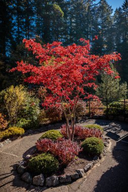 Kırmızı yapraklı bir ağaç diğer bitkilerle birlikte bir bahçededir. Bahçe taştan bir patikayla çevrili.